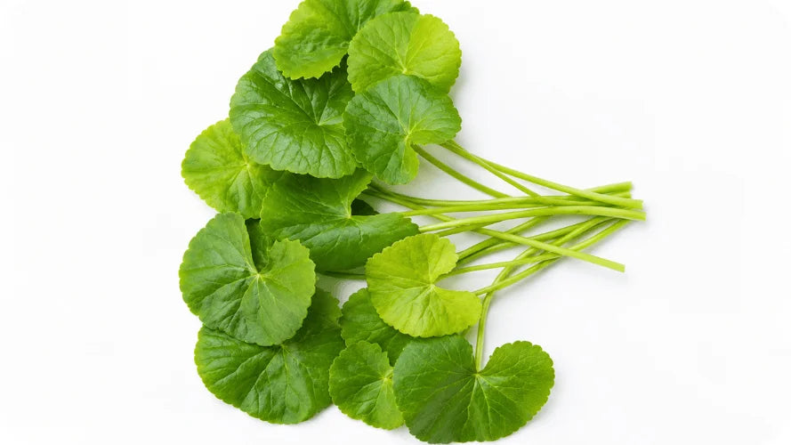 Centella Asiática